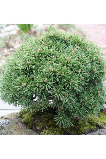 Сосна гірська Бенджамін в ландшафті